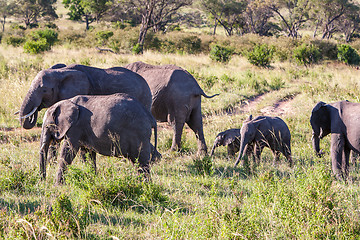 Image showing elephant family walking in the savanna