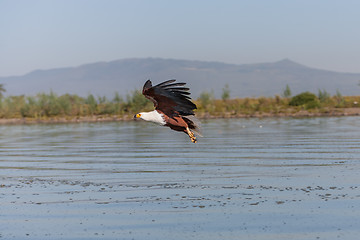 Image showing hawk flying over the water 