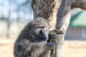 Image showing Baboon