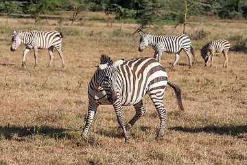 Image showing Zebras in the grasslands 