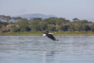 Image showing hawk flying over the water 