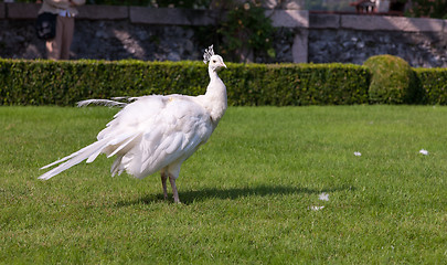 Image showing Beautiful and unusual white peacock 