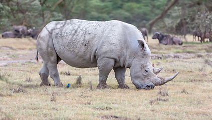 Image showing Safari - rhino