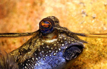 Image showing Mudskipper, with eyes above the surface, close up. Periopthalmus.