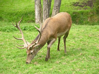 Image showing Red deer