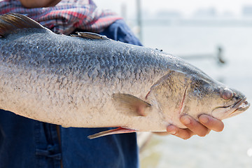 Image showing asian fisherman holding raw fish on berth