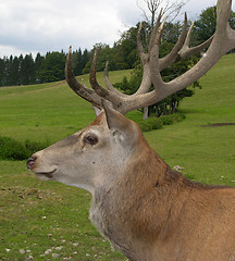 Image showing Red deer