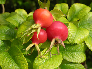 Image showing Rose hips