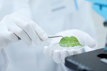 Image showing close up of hand with microscope and green leaf