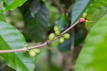 Image showing close up of green unripe coffee fruits on branch