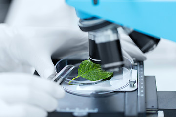 Image showing close up of hand with microscope and green leaf