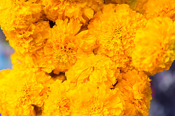 Image showing beautiful chrysanthemums flowers