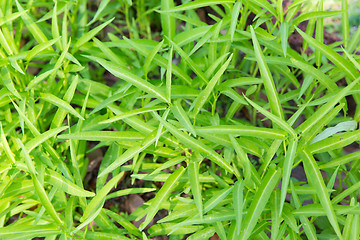 Image showing close up of green grass or herb outdoors