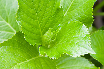 Image showing green leafs