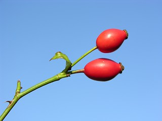 Image showing Rose hip