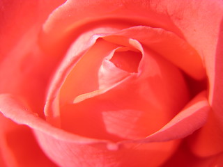 Image showing Inner view of a rose