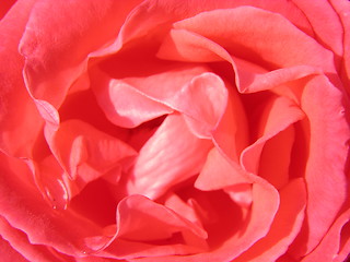Image showing Inner view of a rose