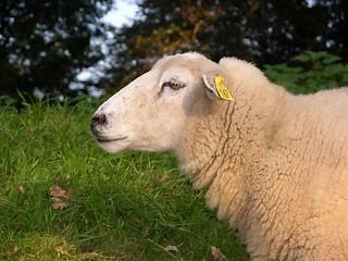 Image showing Sheep