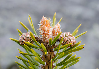 Image showing Fresh shoots of pine with two cones