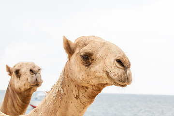 Image showing Two heads of camels on a ocean 