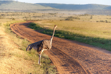 Image showing Ostrich  walking on savanna in Africa. Safari. Kenya