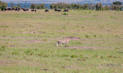 Image showing cheetah