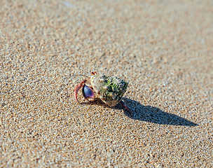 Image showing hermit crab on the beach 