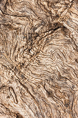 Image showing natural tree bark