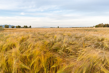 Image showing Young wheat growing in green farm field