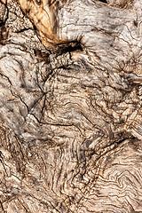 Image showing natural tree bark