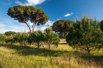 Image showing Italian stone pine 