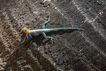 Image showing yellow and green lizard