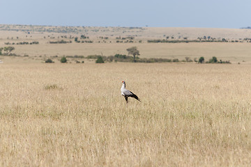 Image showing Secretarybird or secretary bird in the savannah of Kenya,  Africa