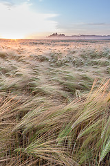 Image showing Young wheat growing in green farm field under blue sky