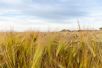 Image showing Young wheat growing in green farm field