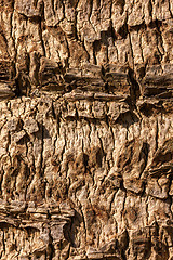 Image showing natural tree bark