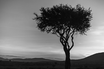 Image showing African tree - the last daylight in sunset. Kenya.