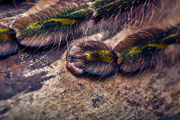 Image showing tarantula Poecilotheria rufilata