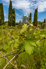 Image showing young green unripe wine grapes 