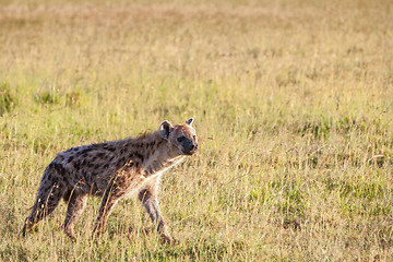 Image showing Hyena wandering the plains of Kenya