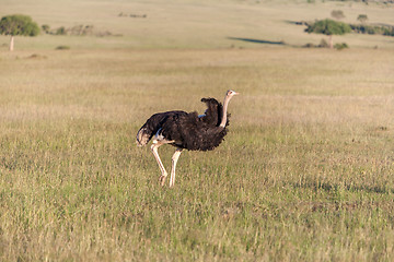 Image showing Ostrich  walking on savanna in Africa. Safari. Kenya