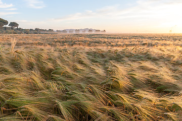 Image showing Young wheat growing in green farm field under blue sky