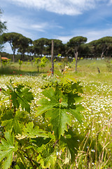 Image showing young green unripe wine grapes 