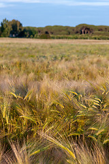 Image showing Wheat growing in green farm field