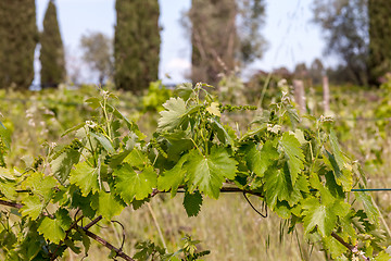 Image showing young green unripe wine grapes 