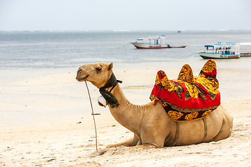 Image showing Camel lying on the sand