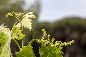 Image showing young green unripe wine grapes 