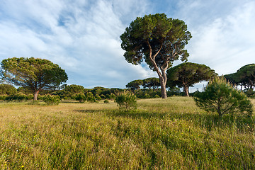 Image showing Italian stone pine 