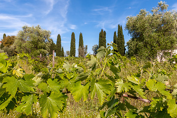 Image showing young green unripe wine grapes 