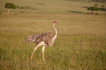 Image showing Ostrich  walking on savanna in Africa. Safari. Kenya